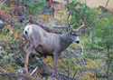 Odocoileus hemionus